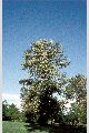 View a larger version of this image and Profile page for Populus balsamifera L. ssp. trichocarpa (Torr. & A. Gray ex Hook.) Brayshaw