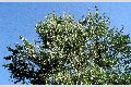 View a larger version of this image and Profile page for Populus balsamifera L. ssp. trichocarpa (Torr. & A. Gray ex Hook.) Brayshaw