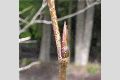 View a larger version of this image and Profile page for Populus balsamifera L. ssp. trichocarpa (Torr. & A. Gray ex Hook.) Brayshaw