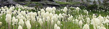 Bear grass