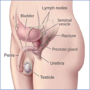 Diagram of Male Reproductive System