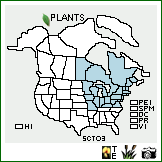 Distribution of Schoenoplectus torreyi (Olney) Palla. . Image Available. 