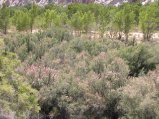 Photo of Tamarisk on 6/14/04.  Notice how the pink flowering blooms on the Tamarisk make it stand out from the predominantly green trees in the background and green plants in the foreground to the left.