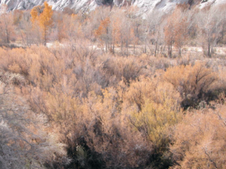 Photo of Tamarisk on 11/19/04.  Notice how the Tamarisk foliage color change is still near its peak, whereas the background trees and left foreground plants have already shed most of their leaves.
