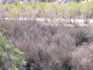 Photo of Tamarisk on 4/13/05.  Notice how the trees in the background and the plants in the left foreground have begun to bloom and the Tamarisk is still mostly dormant.
