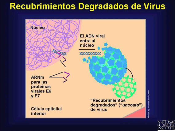 Recubrimientos Degradados de Virus