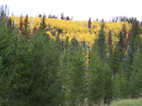 Fall color along CO Hwy 34 along the Arapaho National Recreation Area in the Canyon Lakes Ranger District, Roosevelt National Forest.  Photo taken by John K. Simmons on 09/30/2008.