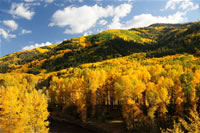 Fall color on CO Hwy 145 halfway between town of Dolores and Bear Creek Trailhead.  The photo was taken by Eric La Price on 09/29/2008.