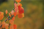 Photo of aspen leaves on Kenosha Pass, Pike NF, Colorado.  Photo taken by Andy Kratz.