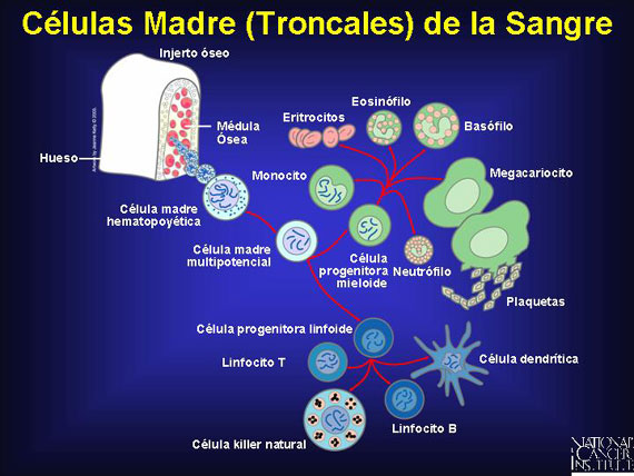 Células Madre (Troncales) de la Sangre