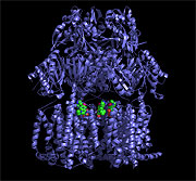 Protein cavity