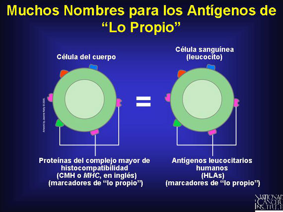 Muchos Nombres para los Antígenos de 'Lo Propio'