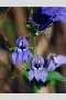 View a larger version of this image and Profile page for Lobelia siphilitica L.