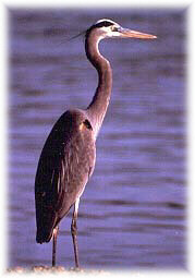 Photograph of a great blue heron