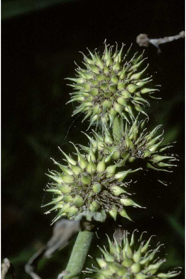 Large Photo of Sparganium eurycarpum