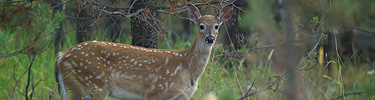 Whitetail deer fawn