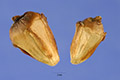 View a larger version of this image and Profile page for Sparganium eurycarpum Engelm.