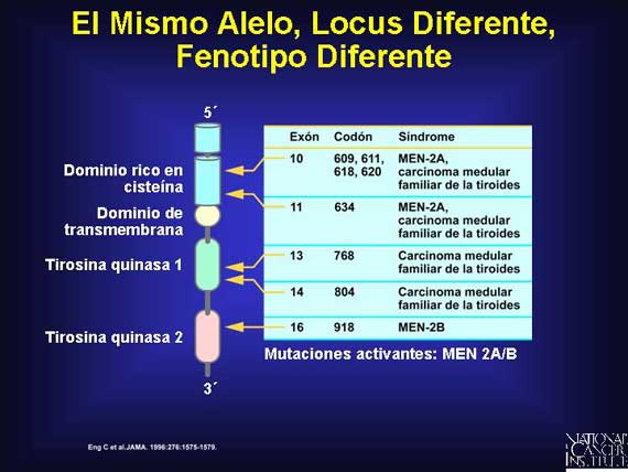 El Mismo Alelo, Locus Diferente, Fenotipo Diferente