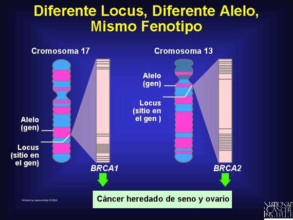 Diferente Locus, Diferente Alelo, Mismo Fenotipo