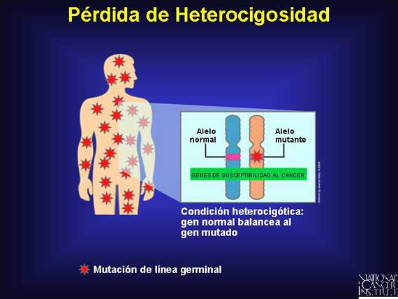 Pérdida de Heterocigosidad