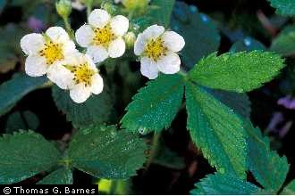 Photo of Fragaria virginiana Duchesne