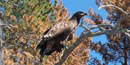 An immature bald eagle perches on a branch on its former nesting tree.