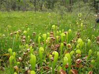 California pitcher plant.