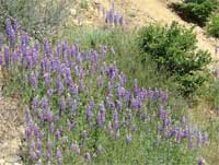 View of lupine.