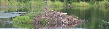 Beaver dam