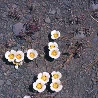 Leichtlin's mariposa lily.