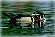 wood duck