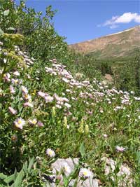 daisy fleabane forming a carpet of pale pink and yellow at the base of the basin containing Shelf Lake.