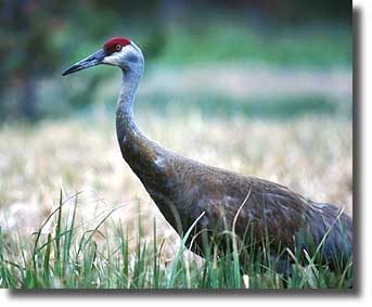 A Sandhill Crane