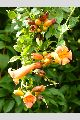 View a larger version of this image and Profile page for Campsis radicans (L.) Seem. ex Bureau