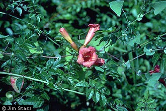 Photo of Campsis radicans (L.) Seem. ex Bureau