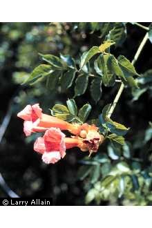 Photo of Campsis radicans (L.) Seem. ex Bureau