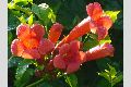 View a larger version of this image and Profile page for Campsis radicans (L.) Seem. ex Bureau