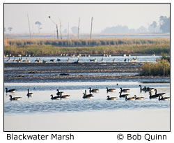 blackwater marsh