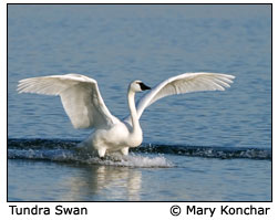 tundra swan
