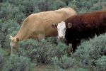 Grazing on Public Lands