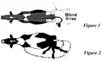 illustration showing bline area for cows
