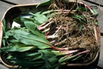 Detail view of a basket filled with ramps.