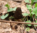Detail view of a morel mushroom.