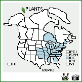 Distribution of Quercus palustris Münchh.. . Image Available. 