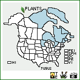 Distribution of Juncus subtilis E. Mey.. . Image Available. 