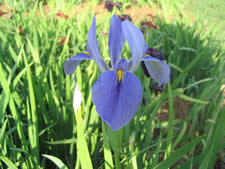 Iris giganticaerulea.