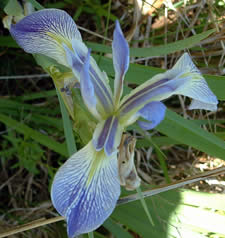 Iris hexagona var. savannarum.