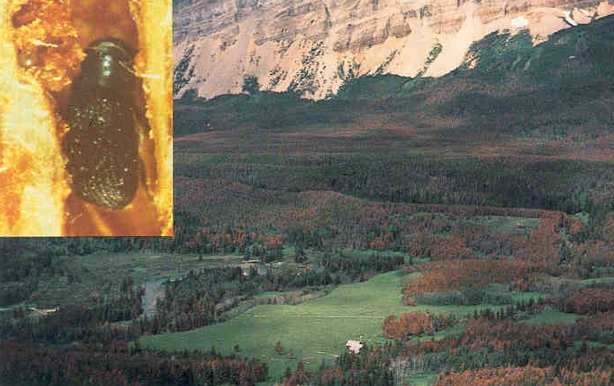 wide-spread tree mortality caused by mountain pine beetle, and (inset) mountain pine beetle adult
