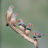 birds picture