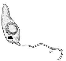 drawing of Leishmania spp.
